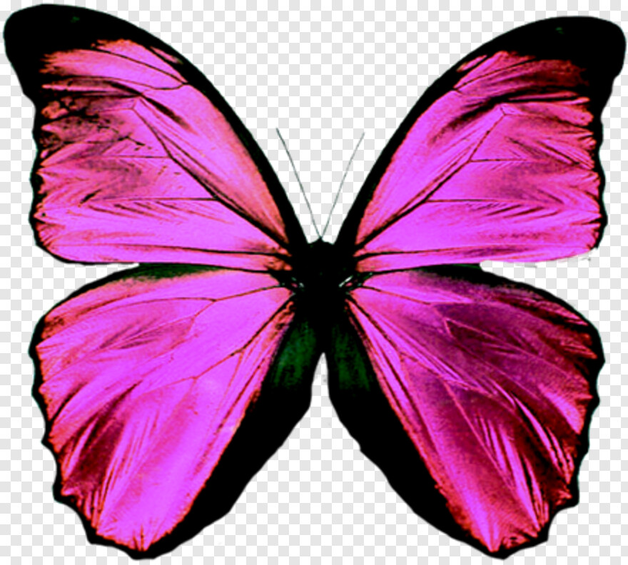 purple-butterfly # 1094337