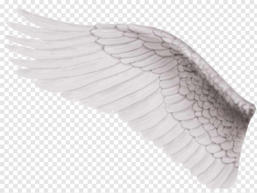 black-angel-wings # 546957