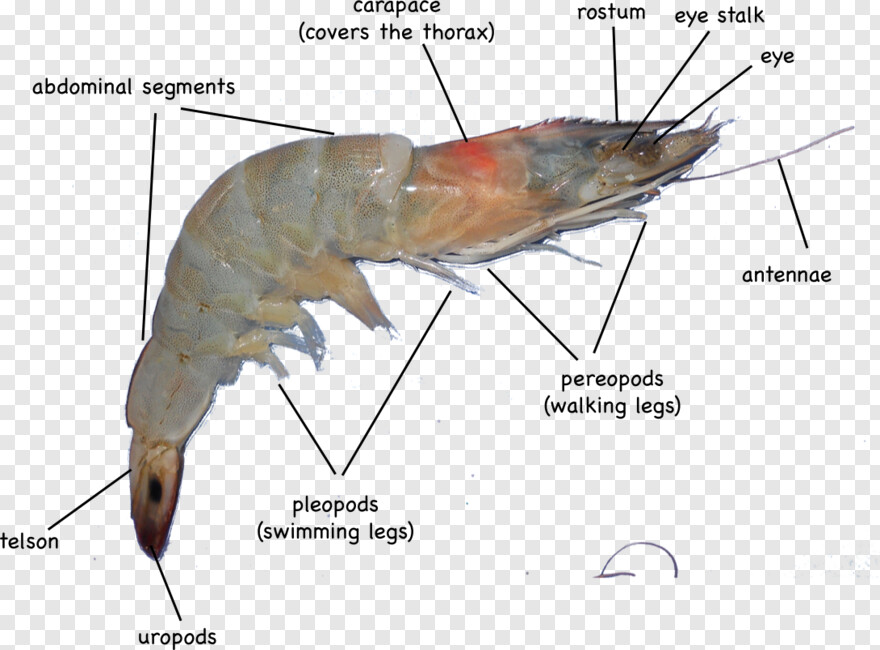 shrimp # 519914