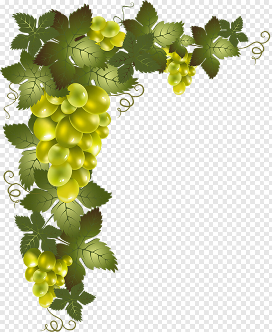 grape-vine # 477018