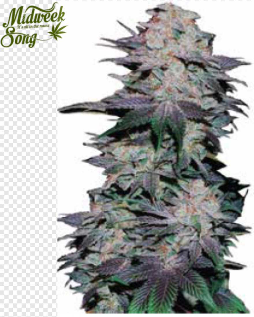 marijuana-leaf # 443161