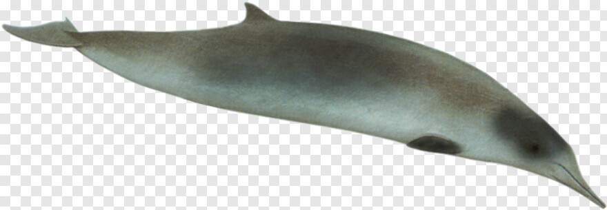 whale-shark # 389647