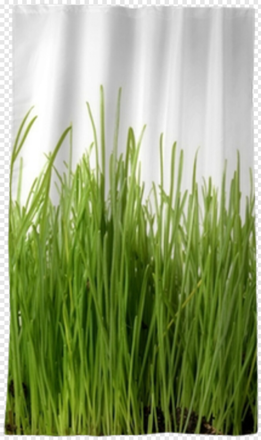 ornamental-grass # 783485