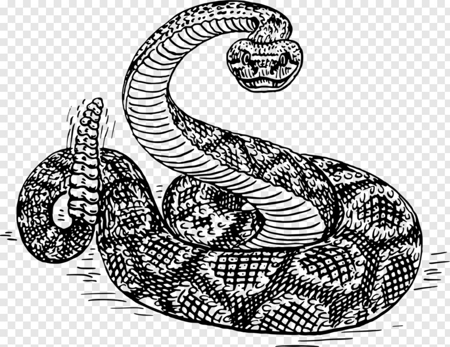 rattlesnake # 354904