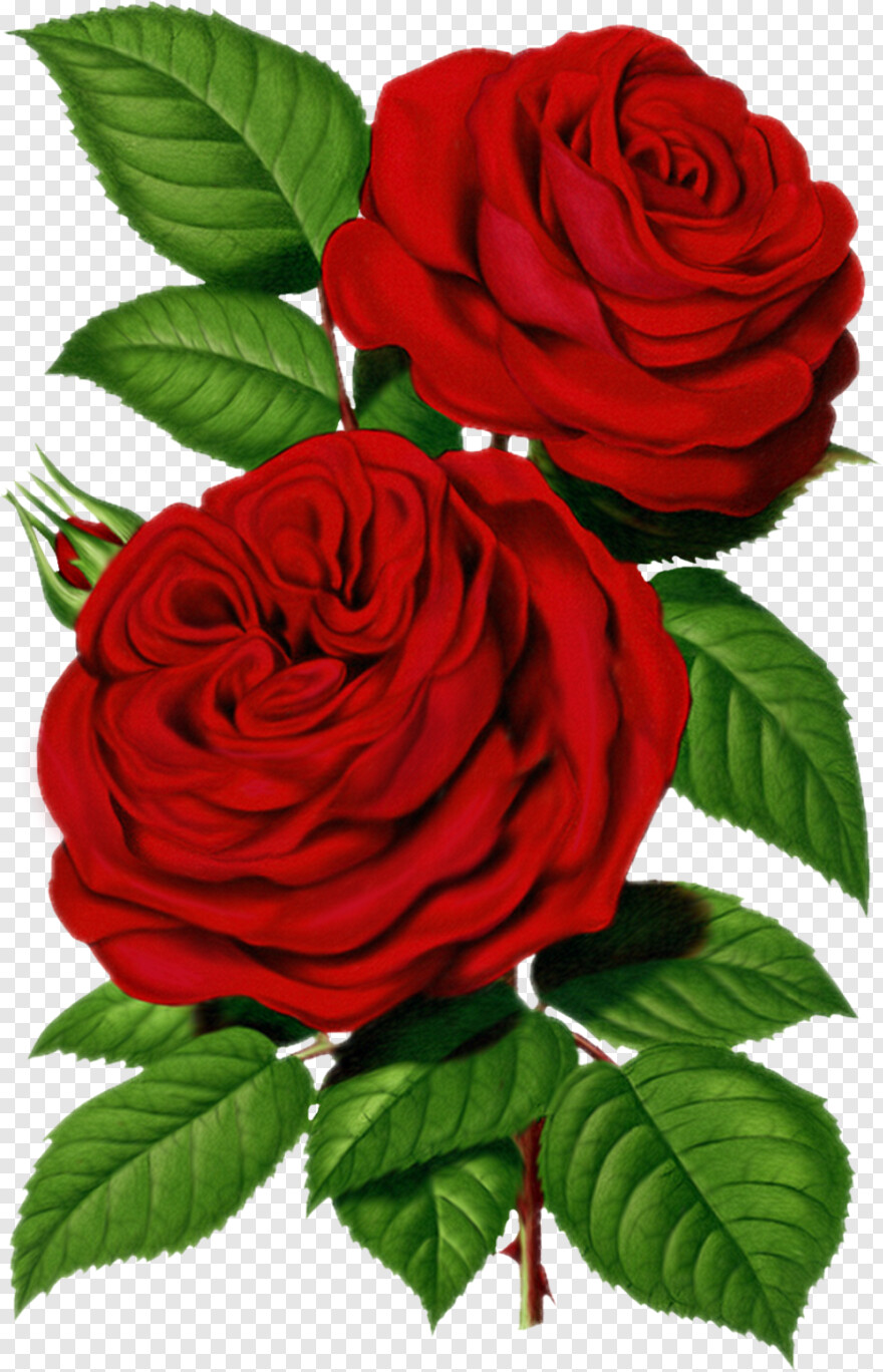 red-rose # 701337
