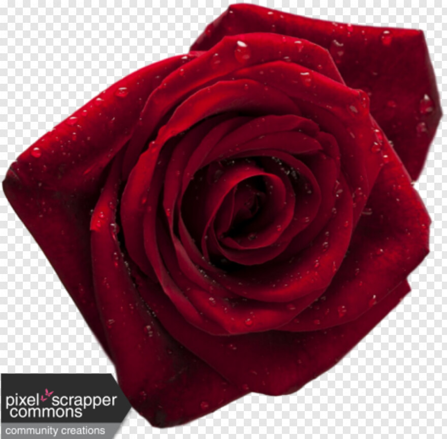 red-rose # 919139