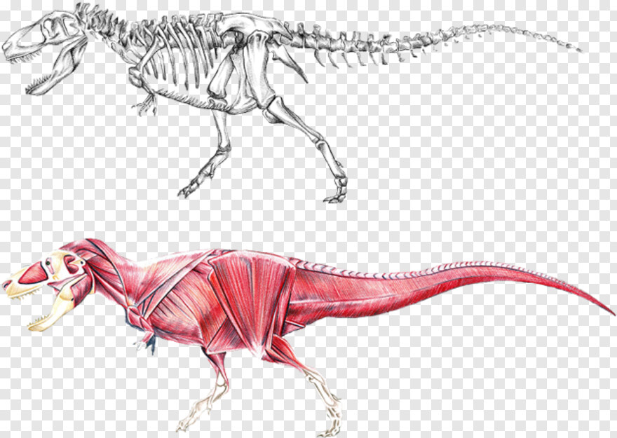  Dinosaur, Dinosaur Silhouette, High Heel, Dinosaur Clipart, Skeleton, Dinosaur Bones