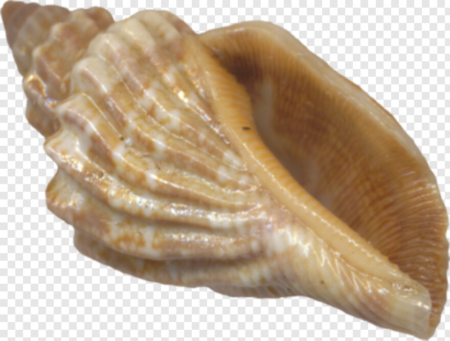 clam-shell # 428143