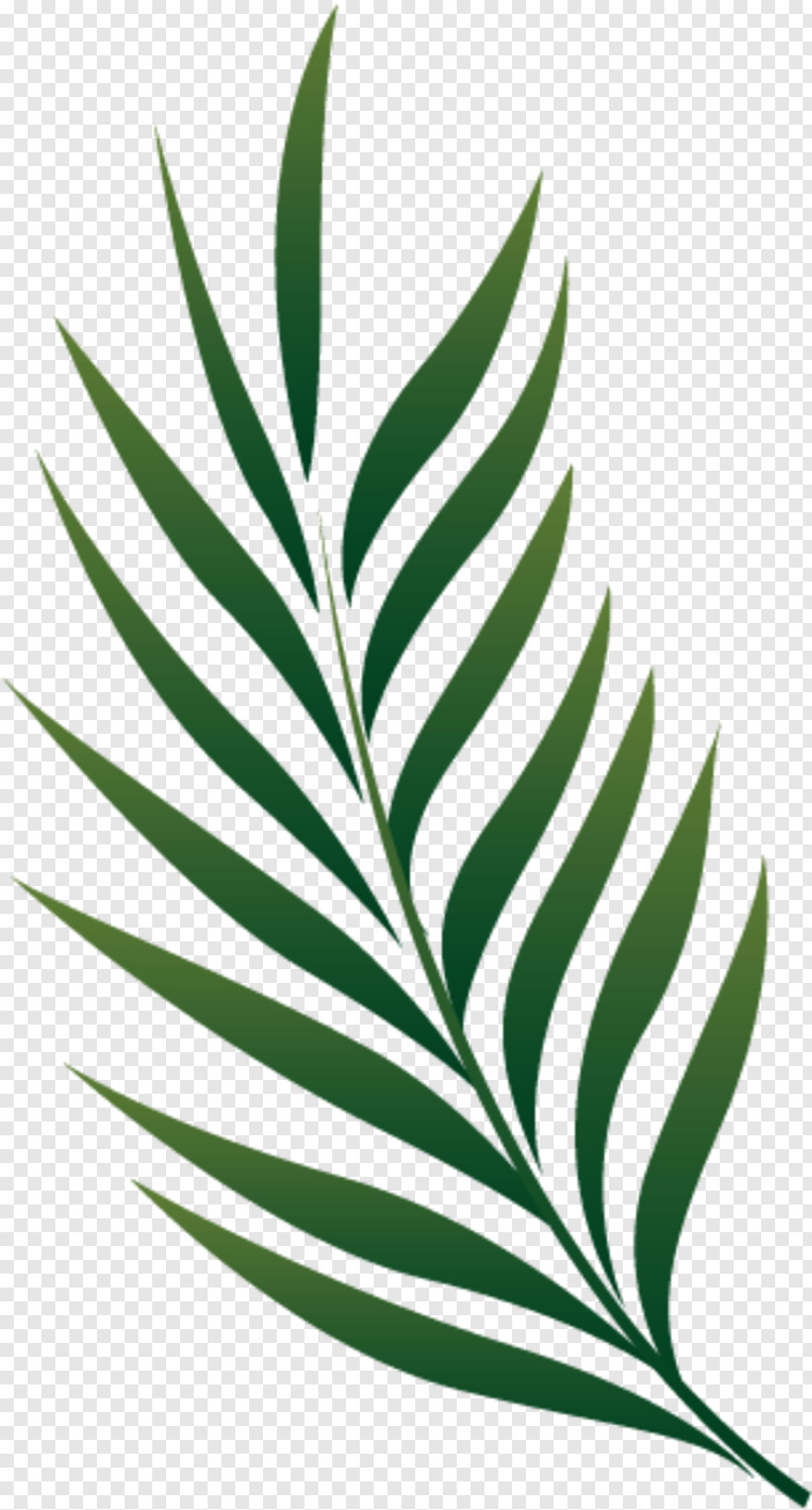 palm-tree-leaf # 722101
