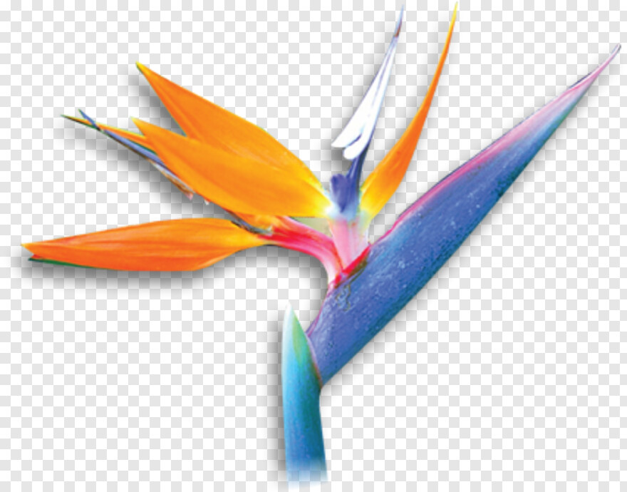 twitter-bird-logo # 360368