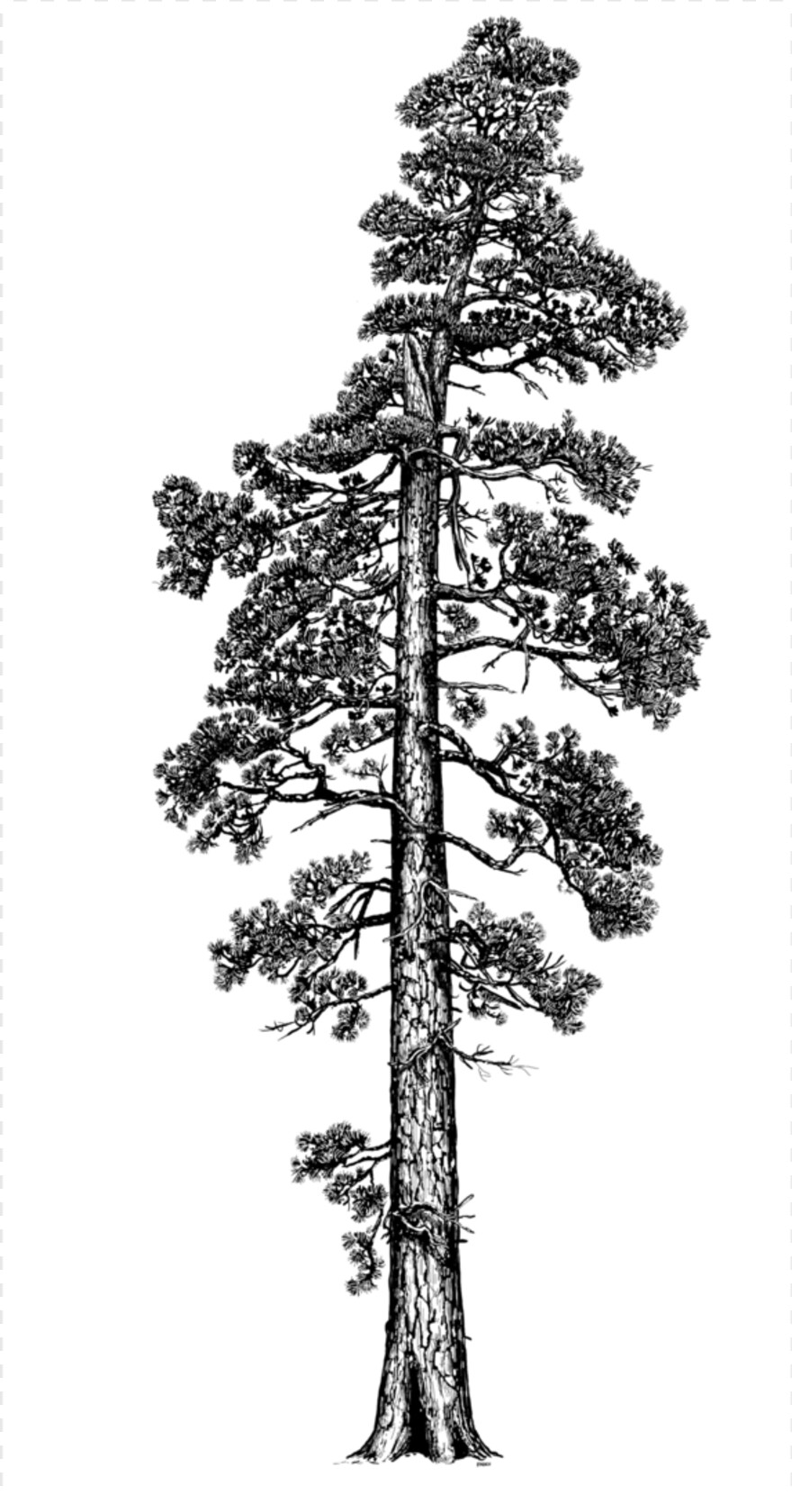 redwood-tree # 991712