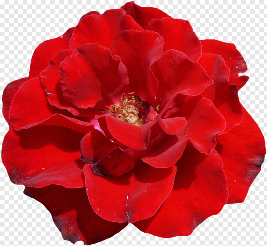 red-rose # 631970