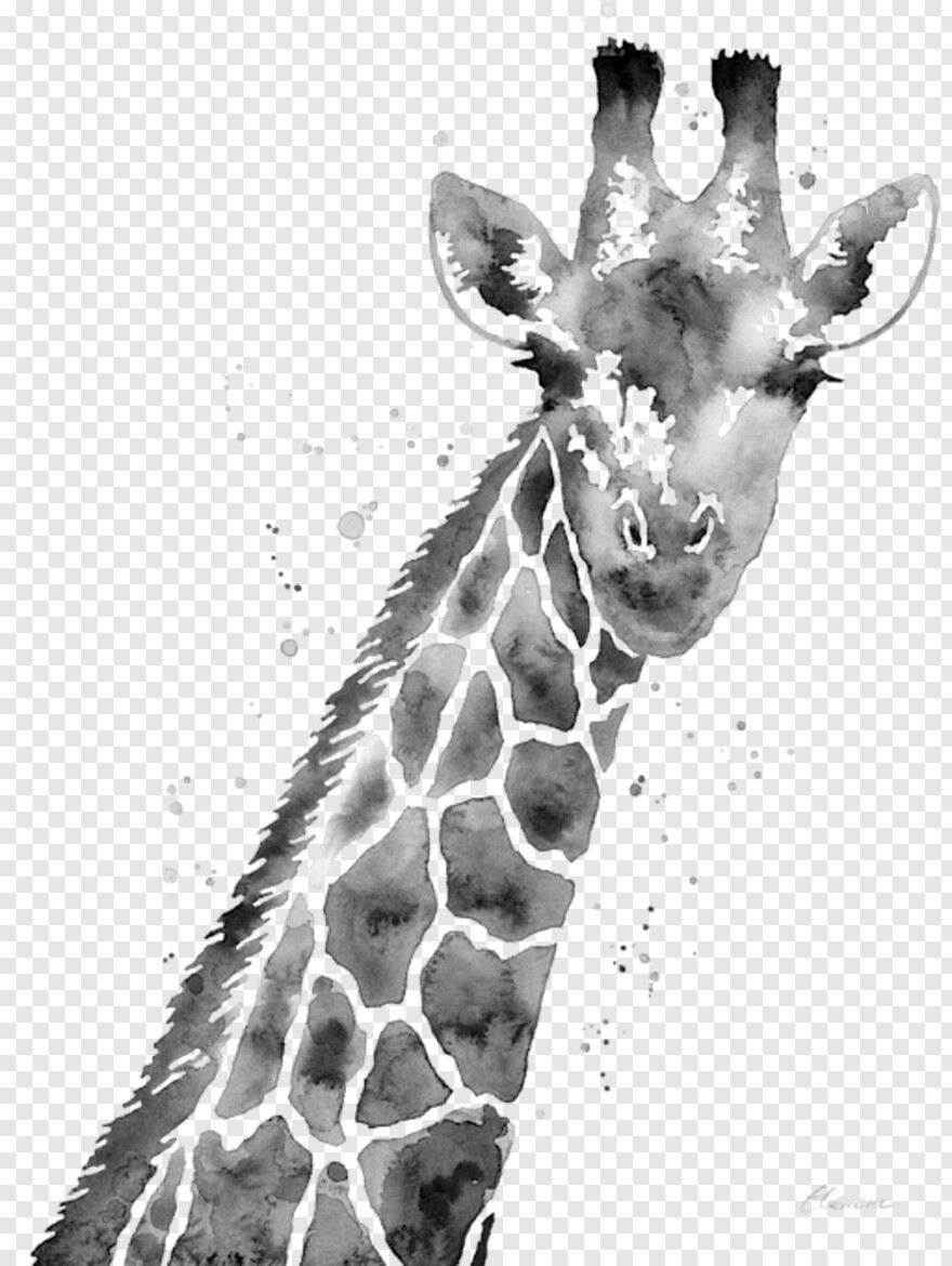 giraffe # 489916