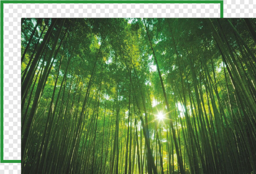 bamboo # 413928