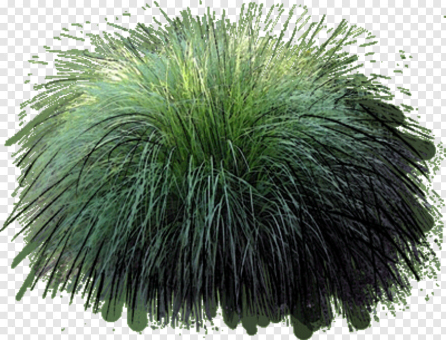 long-grass # 815140