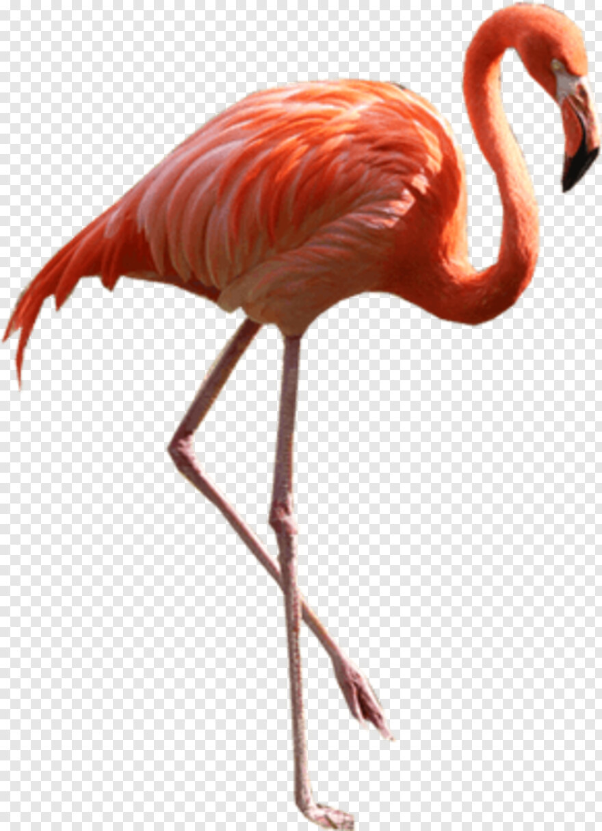 flamingo # 828784
