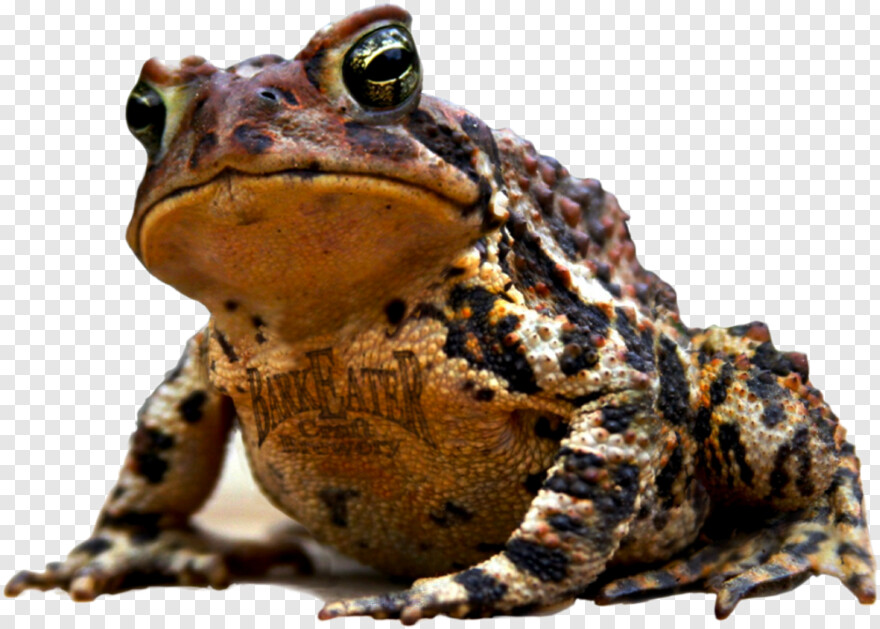 toad # 547917