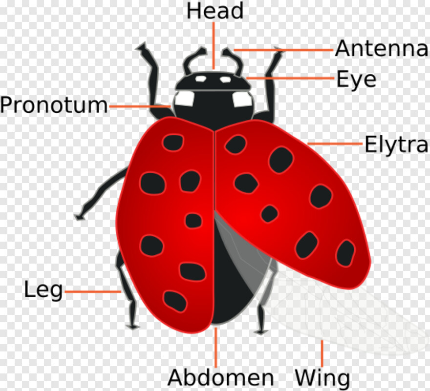 ladybug # 360352