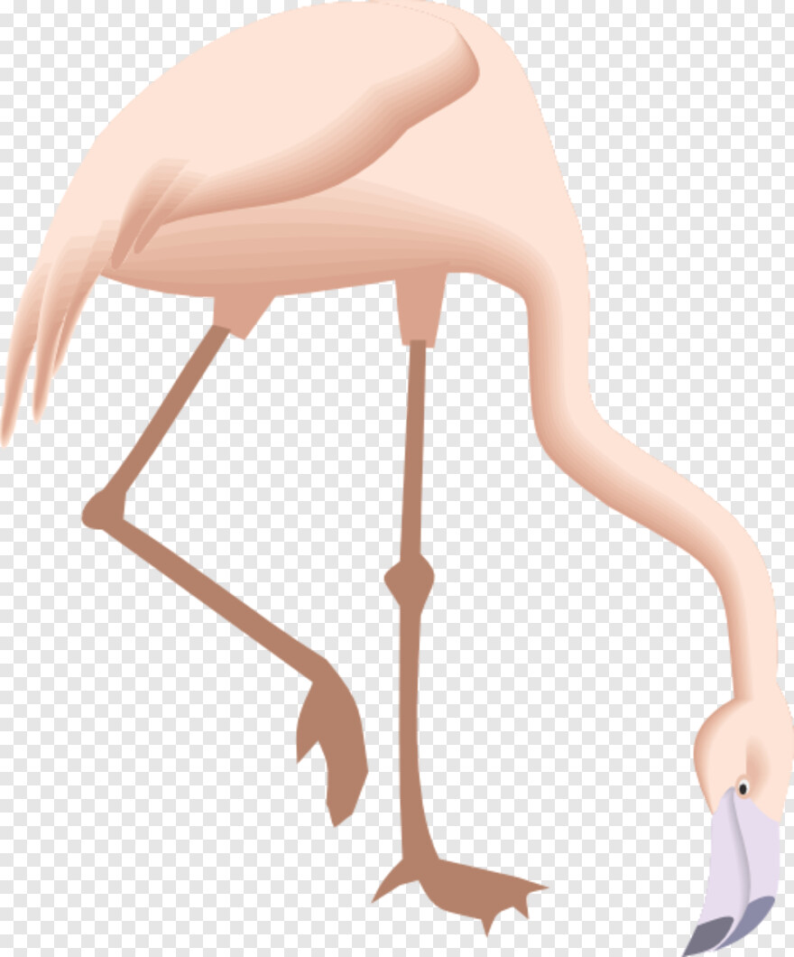 flamingo # 373153