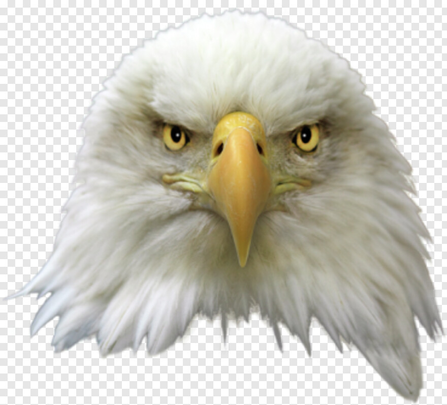  Eagle Globe And Anchor, Bald Eagle, Bald Eagle Head, American Eagle, Eagle Silhouette, Eagle Head