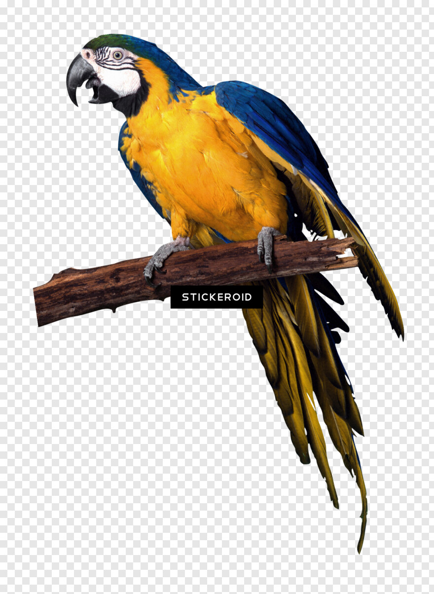 indian-parrot # 662443