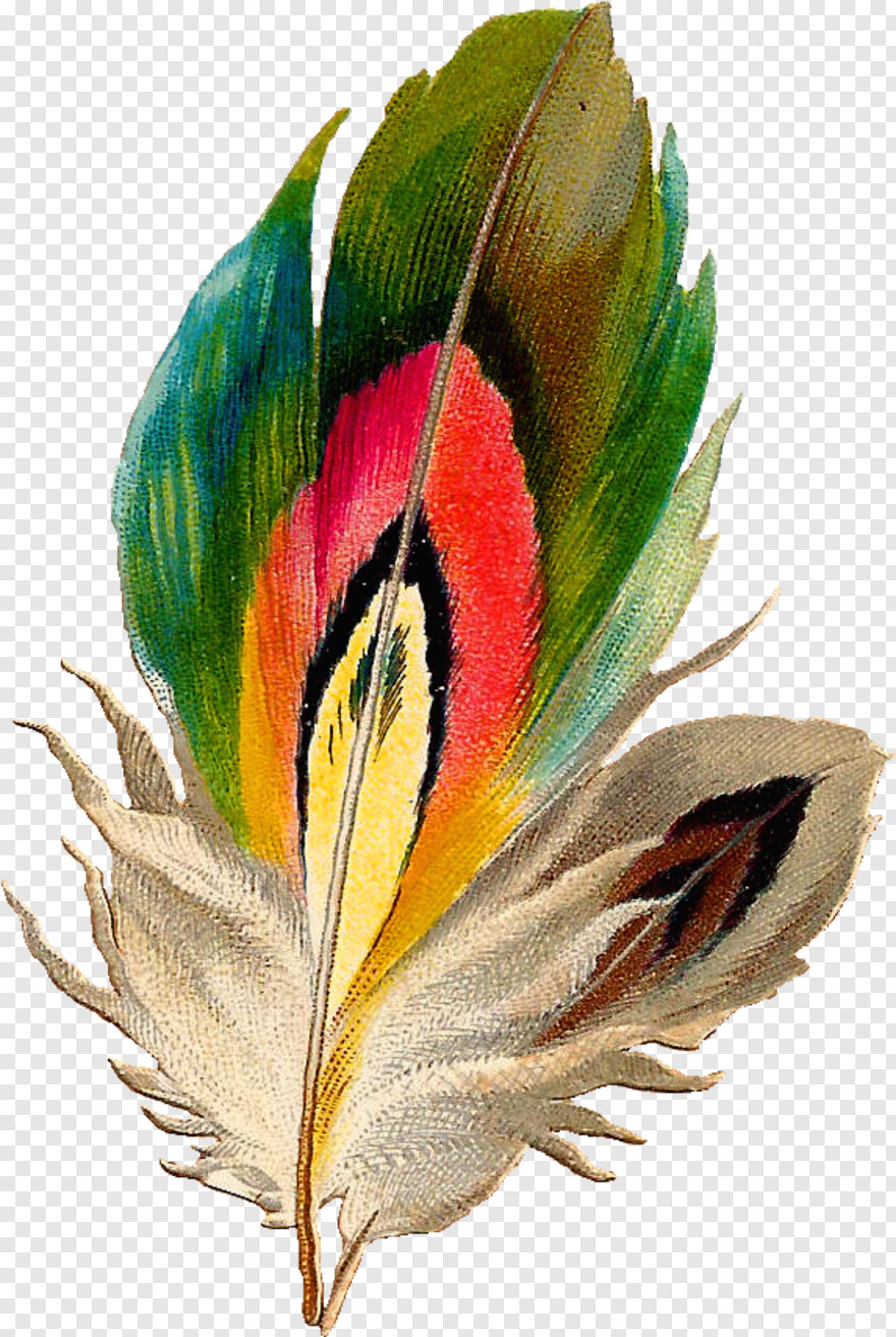feather-drawing # 506476