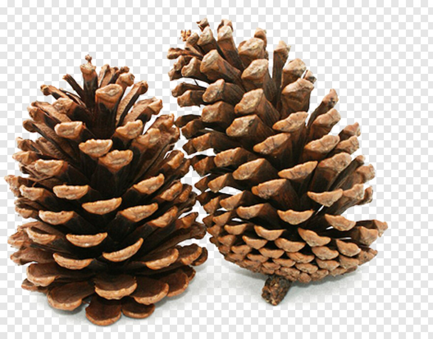 pine-cone # 386929