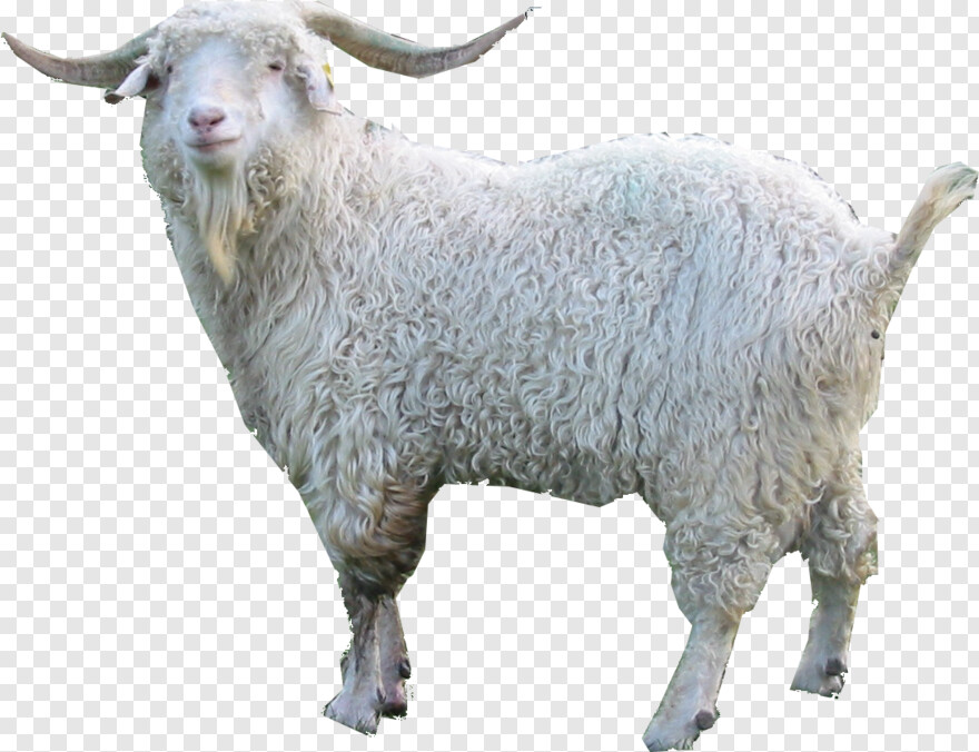 goat # 792332