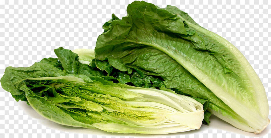 lettuce # 718546