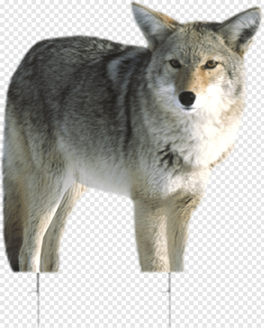 coyote # 949093