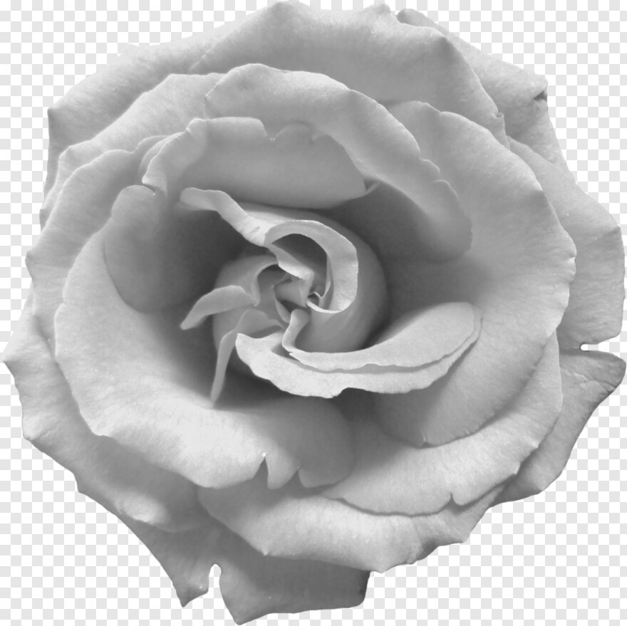 black-and-white-rose # 354801