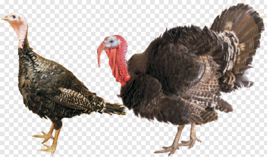 thanksgiving-turkey # 384051