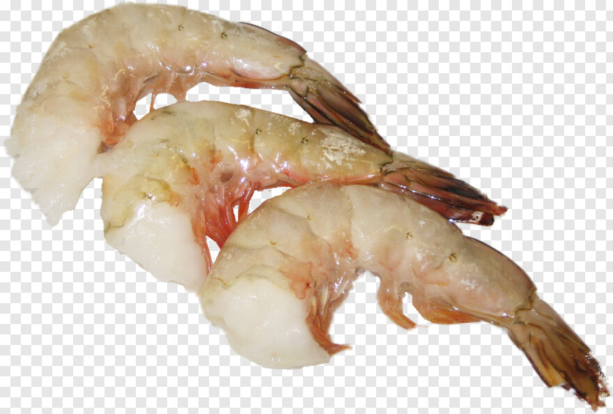 shrimp # 326938