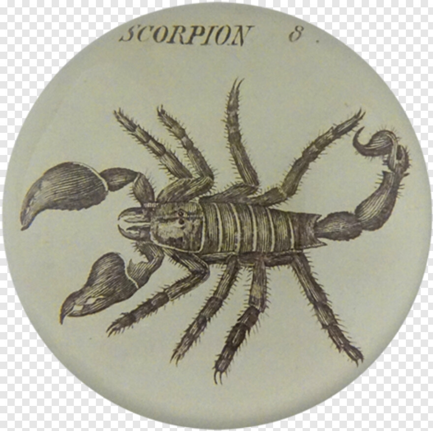 scorpion # 947683