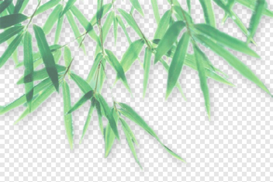  Leaf Crown, Palm Tree Leaf, Pot Leaf, Green Leaf, Leaf Clipart, Weed Leaf