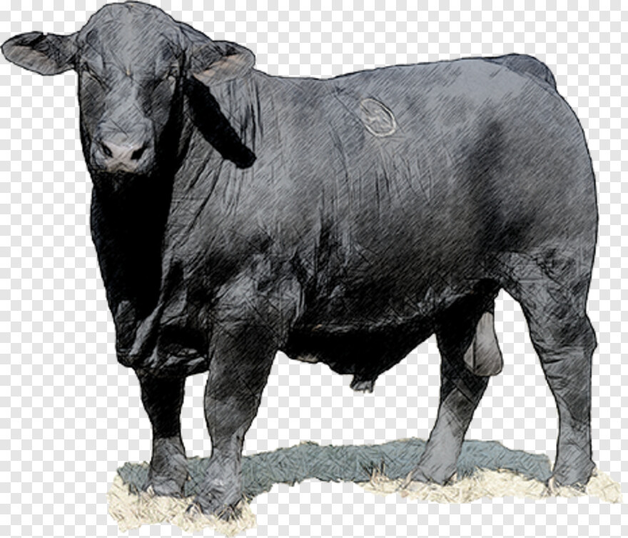 red-bull # 1102849
