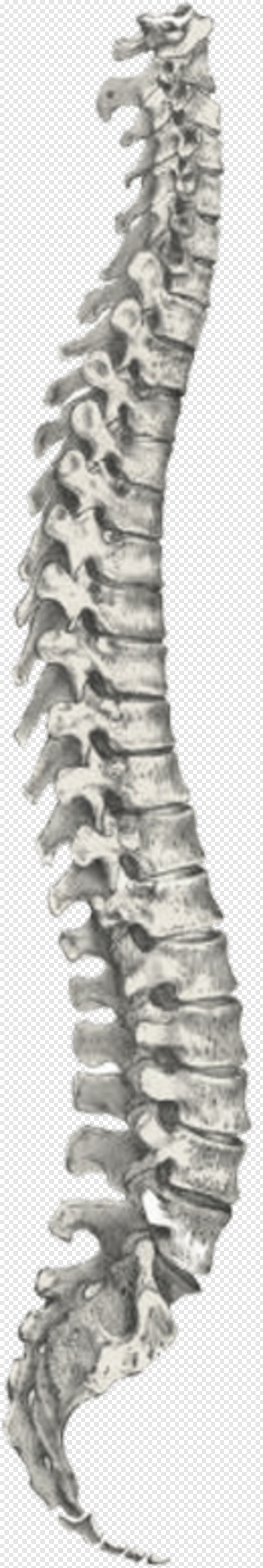 spine # 336026