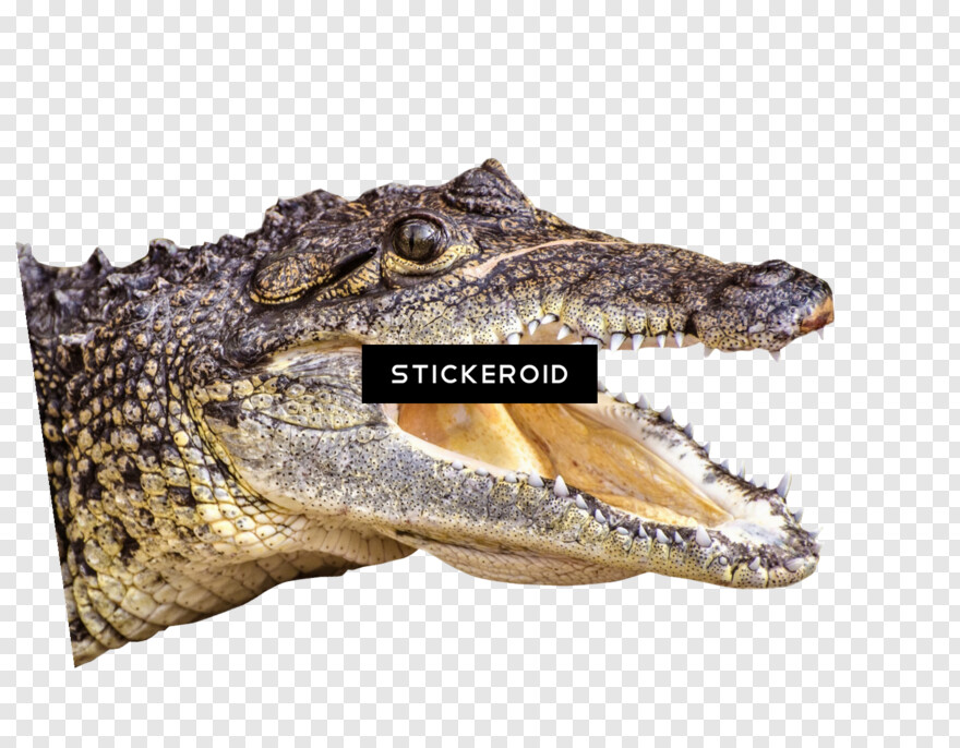 crocodile # 526079