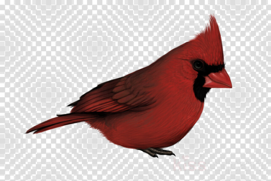 st-louis-cardinals-logo # 354781