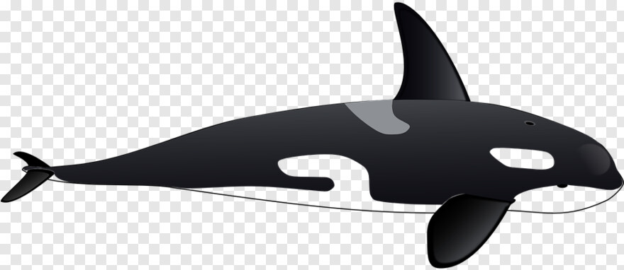 orca # 1000029