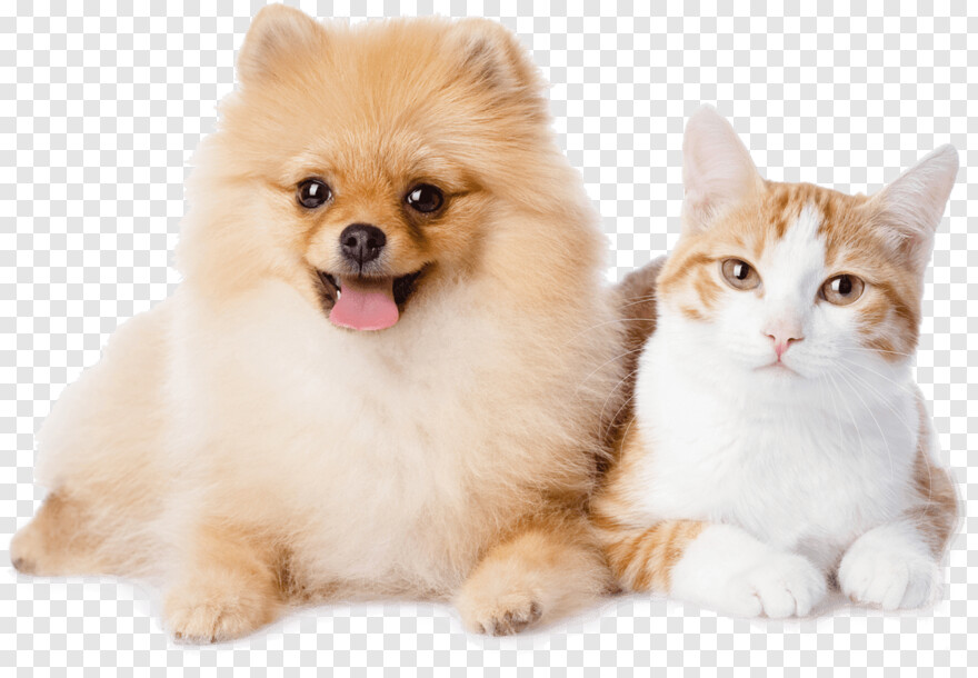 dog-and-cat # 1050695