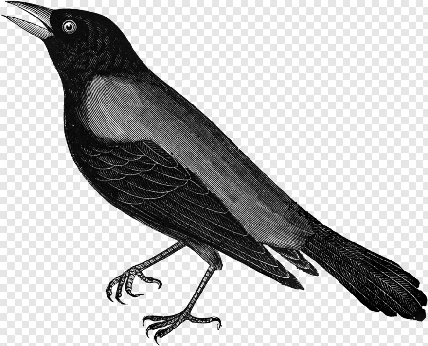 twitter-bird-logo # 360336