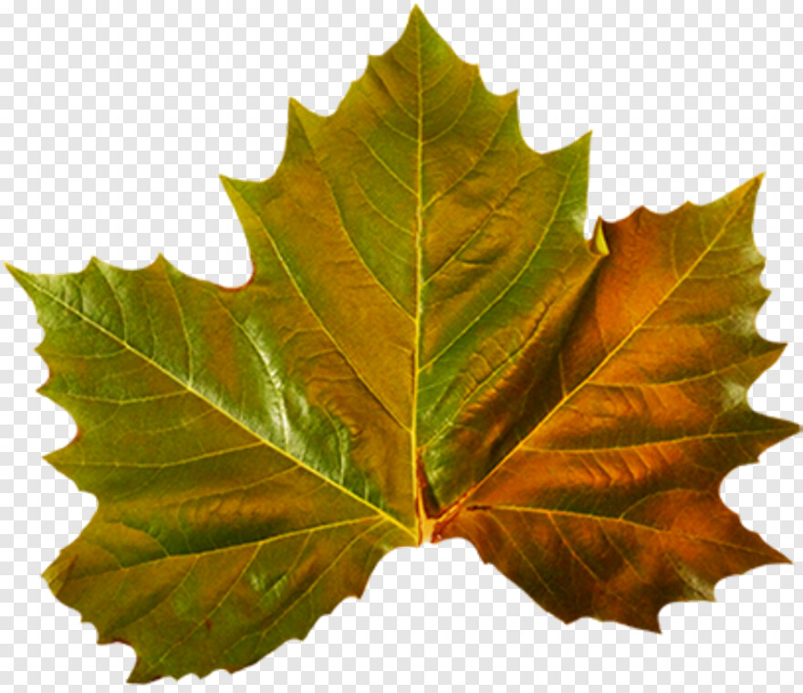 fall-leaves # 479662