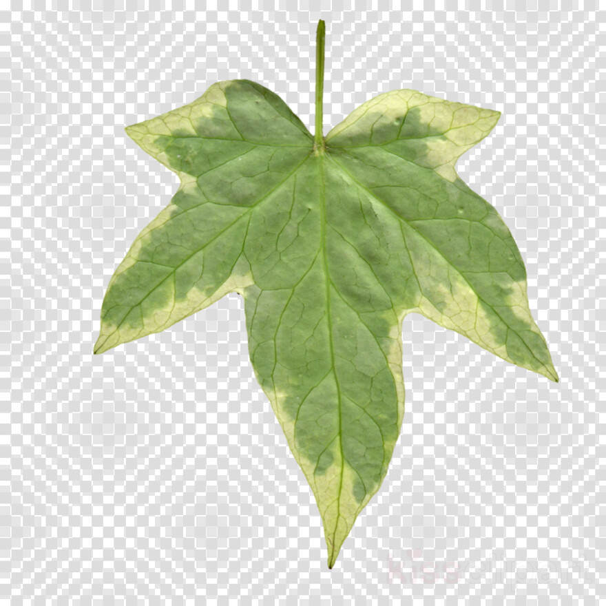 weed-leaf # 974264