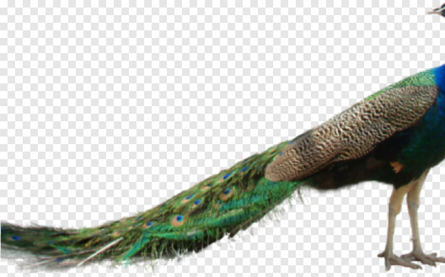 peacock-hd # 384033