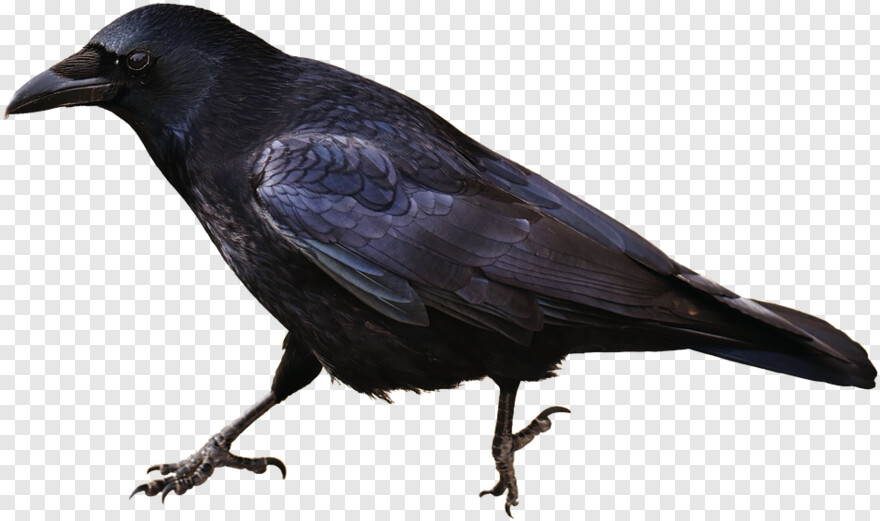 crow-silhouette # 510341