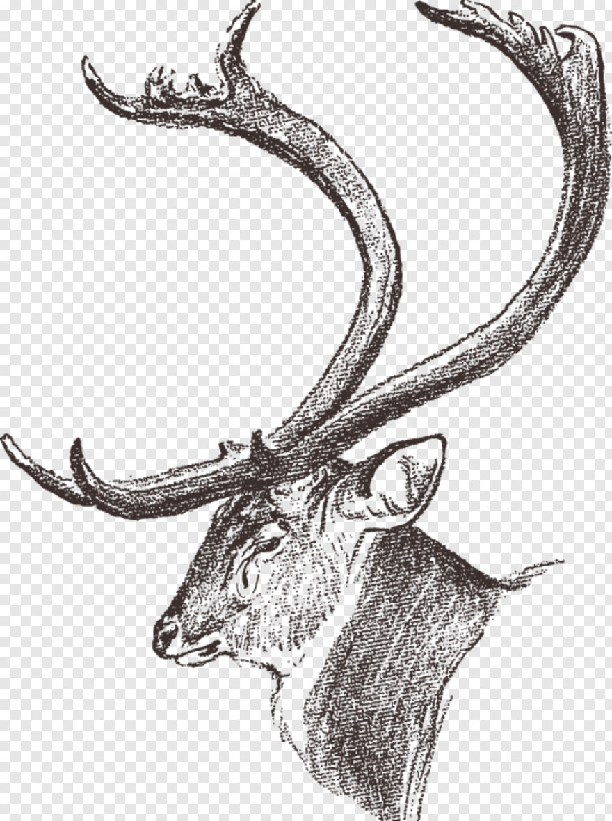deer-head-silhouette # 505474