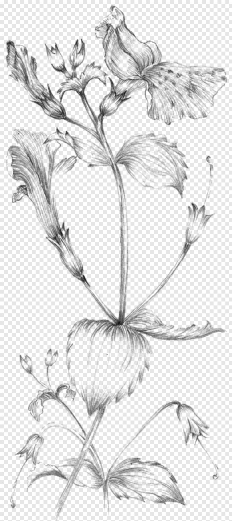  Weed Plant, Vine Plant, Emma Watson, Emma Stone, Potted Plant, House Plant