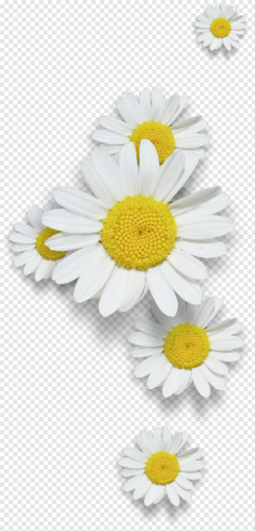 white-daisy # 929561
