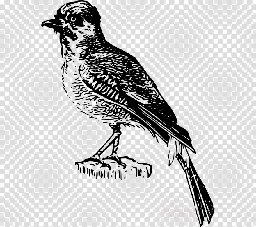 twitter-bird-logo # 360329